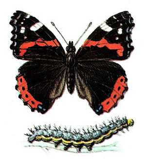 Бабочка адмирал и ее гусеница