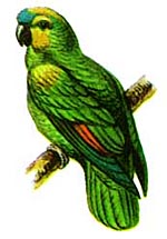 Синелобый попугай
