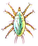 Амбарный клещ (Caloglyphus rodionovi)