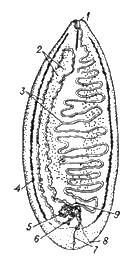 Амфилида из полости тела стерляди