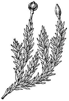 Андрея скальная (Andreaea rupestris)