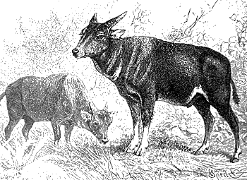 Аноа, карликовый буйвол