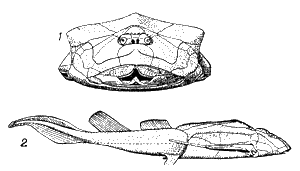 Ботриолепис (Bothriolepis canadensis, реконструкция)
