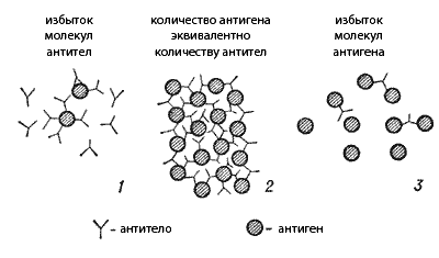 Схема образования иммунных комплексов при разном соотношении антиген—антитело