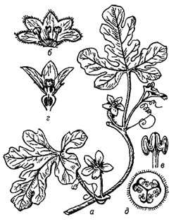 Арбуз колоцинт (Citrullus colocynthis)