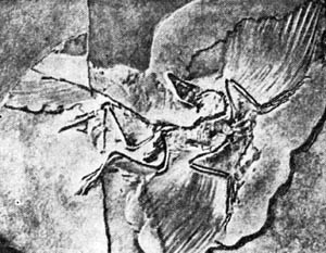 Отпечаток скелета археоптерикса
