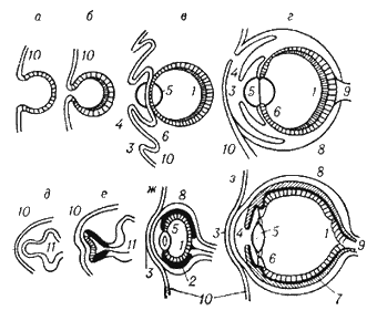 Схема эмбрионального развития и строения глаза головоногих моллюсков и позвоночных