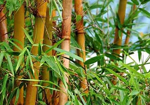 Бамбук обыкновенный (Bambusa vulgaris)