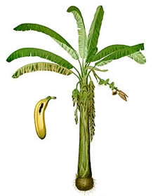 Банан райский (Musa paradisiaca)