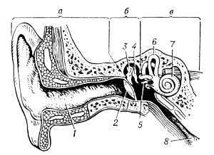 Ухо человека (схема)
