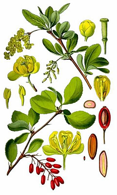 Барбарис обыкновенный (Berberis vulgaris)