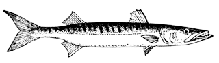 Большая барракуда (Sphyraena barracuda)