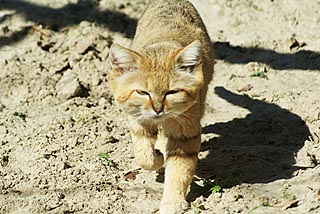 Бархатная кошка (Felis margarita)