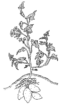 Батат (Ipomoea batatas)