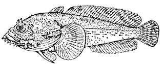 Жаба-рыба (Opsanus tau)