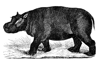 Обыкновенный бегемот (Hippopotamus amphibius)