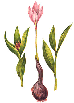 Безвременник великолепный (Colchicum speciosum)