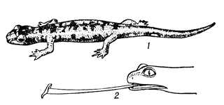 Пещерная саламандра (Hydromantes genei)