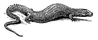 Калимантанский варан (Lanthanotus borneensis)