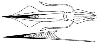 Представитель ископаемых белемнитов (Belemnites sp.), снизу – ростр (схема)