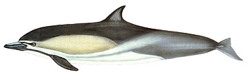 Белобочка, обыкновенный дельфин Delphinus delphis