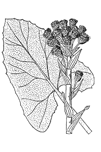 Белокопытник холодный (Petasites frigidus)