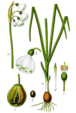 Белоцветник летний (Leucojum aestivum)