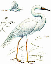 Большая белая цапля (Egretta alba)