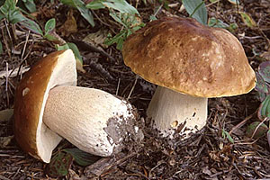 Белый гриб, боровик (Boletus edulis)