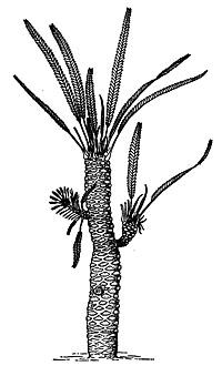 Вильямсония Сьюорда (Williamsonia sewardiana)