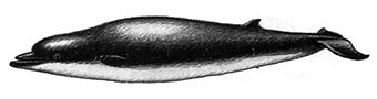 Северный берардиус (Berardius bairdi)