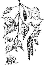 Берёза повислая (Betula pendula)