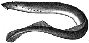 Обыкновенная минога (Petromyzon fluviatilis)