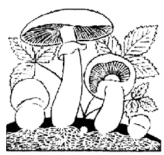 Грибница (мицелий) и плодовые тела шляпочного гриба