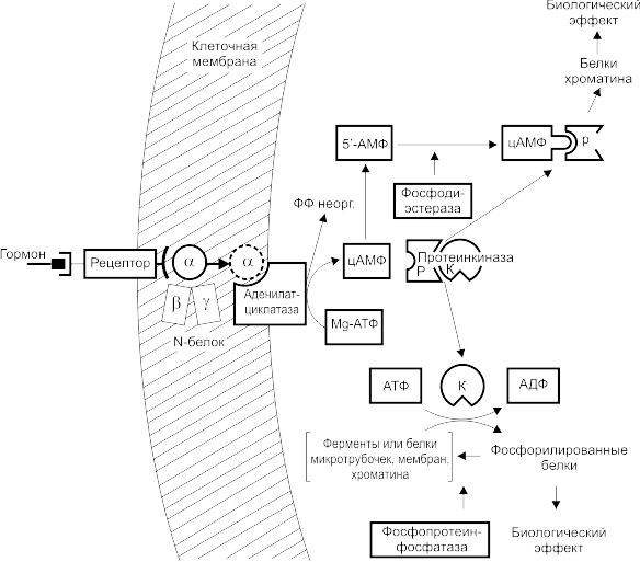 Схема механизма действия гормонов у животных с участием цАМФ
