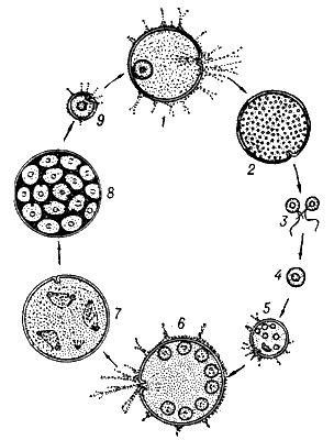 Цикл развития фораминиферы Myxotheca arenilega