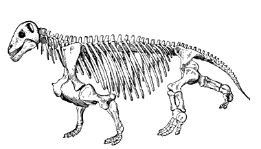 Скелет растительноядного дейноцефала Moschops capensis (реконструкция).