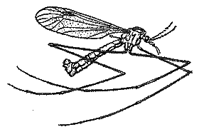 Долгоножка Tipula paludosa
