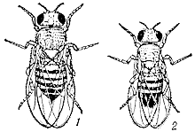 Дрозофила Drosophila melanogaster