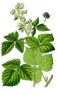 Ежевика сизая (Rubus caesius)