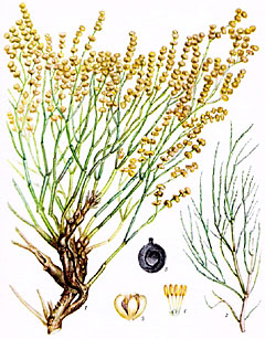 Ежовник безлистный, или итсегека (Anabasis aphylla)