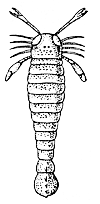 Ракоскорпион рода Pterygotus из силура Северной Америки