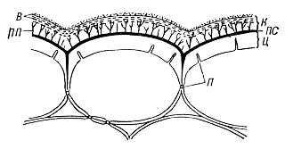 Эпидермис растений (схема)