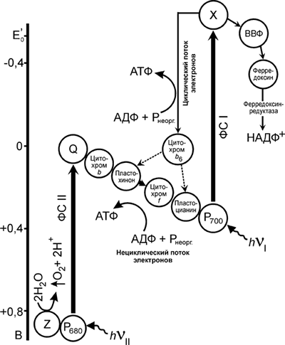 Схема двух фотохимических систем (ФС I и ФС II) фотосинтеза