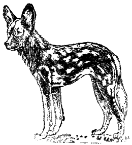 Гиеновая собака Lycaon pictus 