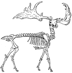 Скелет большерогого оленя Megaloceros giganteus