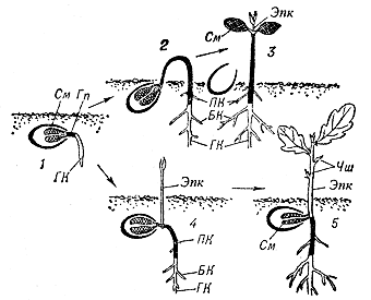 Схема прорастания семени двудольных