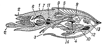 Схема организации головоногого моллюска