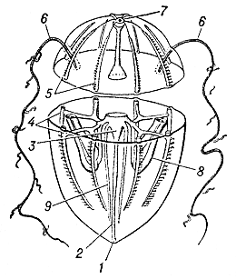 Схема строения гребневика