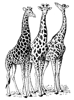 Жирафы с различным рисунком пятен на теле